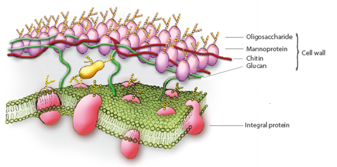 Image what is Manolisa